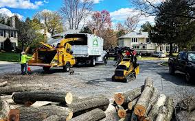 How Our Tree Care Process Works  in  Roselle, IL