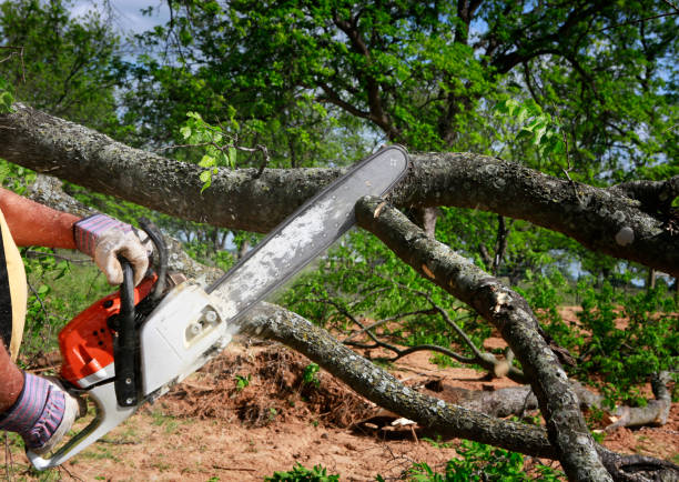 Roselle, IL Tree Removal Company